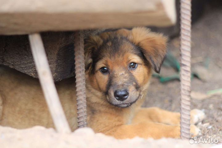 Щенки разные