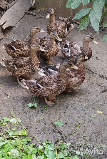 Утки подсадные для охоты