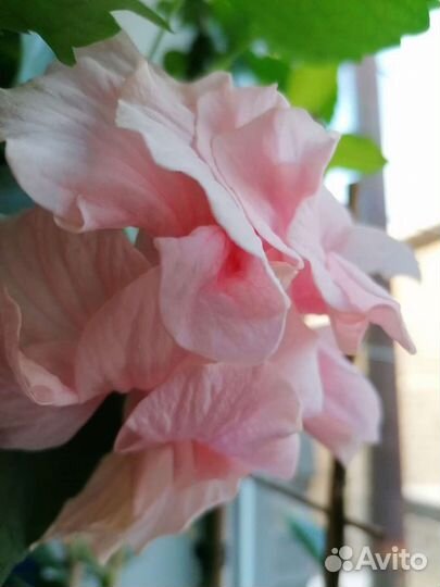 Гибискус китайская роза