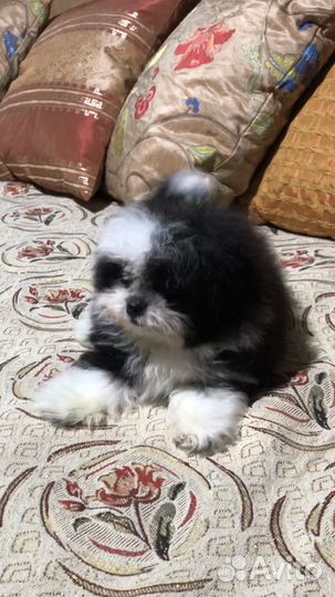 Щенки мальтипу