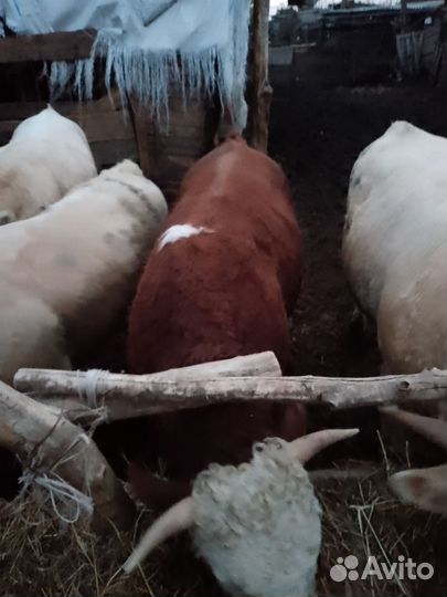 Продаю быков