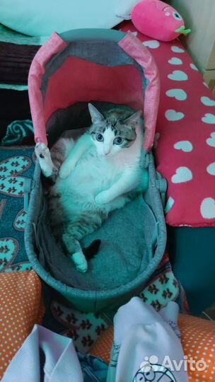 Кошки бесплатно