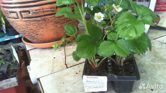 Клубника / саженцы Н 20см. сорта