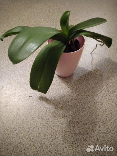 Кашпо для орхидеи