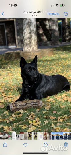 Собакисобакисобаки