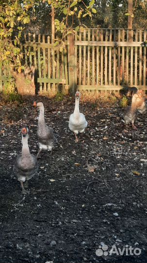 Холмогорские гуси