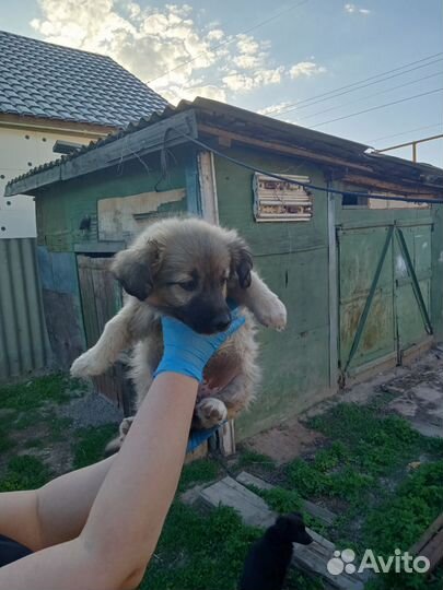 Кутята в добрые руки