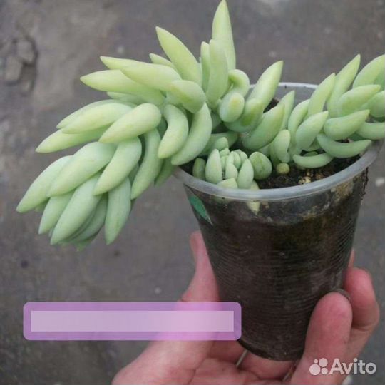 Sedum Morganianum