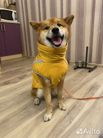 Желетка для собаки