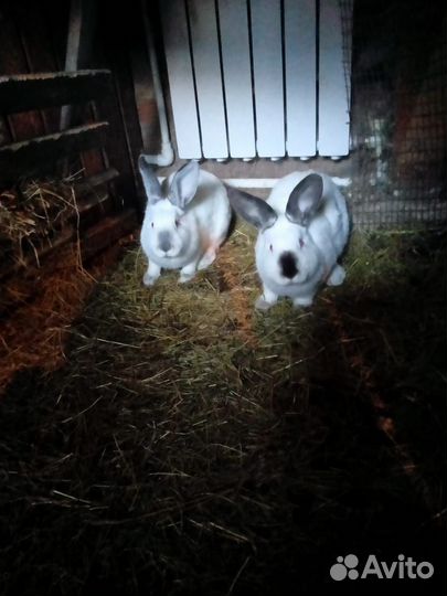 Кролик 2 мес
