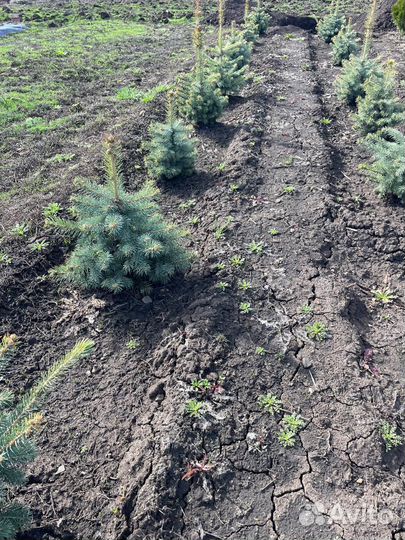 Ель голубая глаука