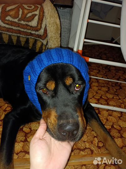 Шапки, снуды, кепки для собак и кошек