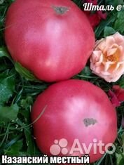 Сортовые помидоры: рассада