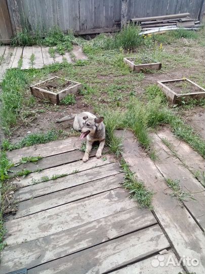 Собака в добрые руки отдам бесплатно