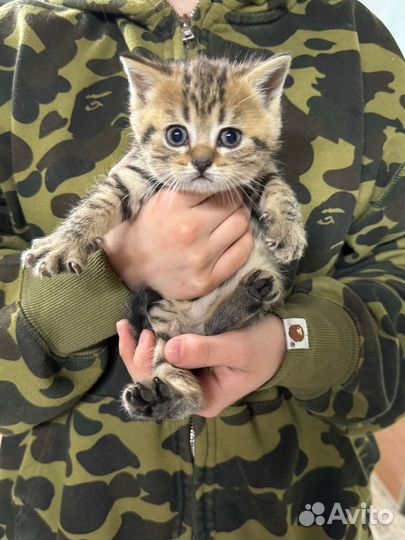Котята в добрые руки даром