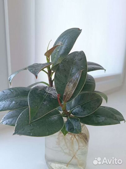 Укоренённые черенки фикуса
