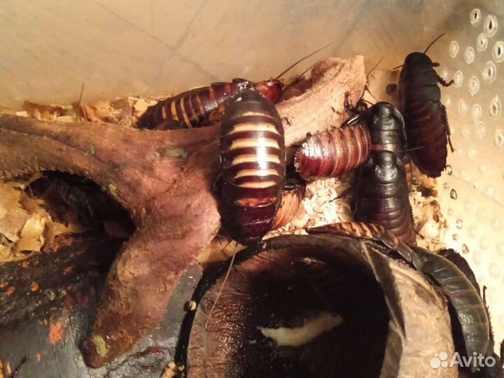 Туркменские, Мраморные, Мадагаскарские тараканы