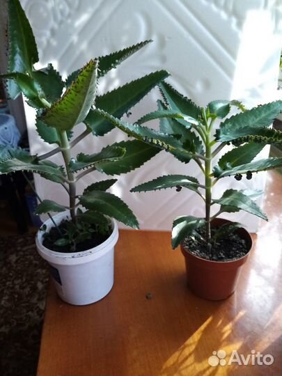 Комнатные растения