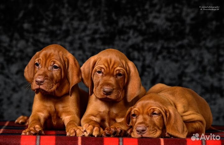 Венгерская выжла щенки