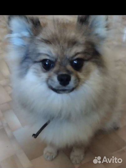 Помтойчик и девочка Шпица с док-ми