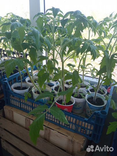 Рассада помидор, перцев и баклажанов