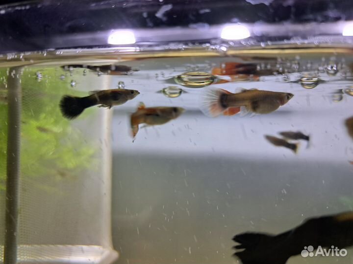 Мальки рыбок гуппи