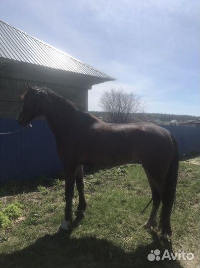 Орловская кобыла