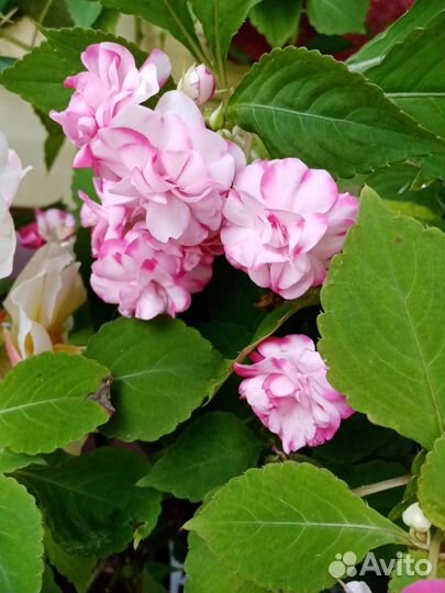 Бальзамин махровый, не махровый (Ванька мокрый)