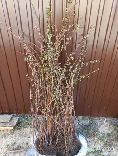 Саженцы малины