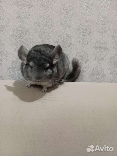 Шиншилла