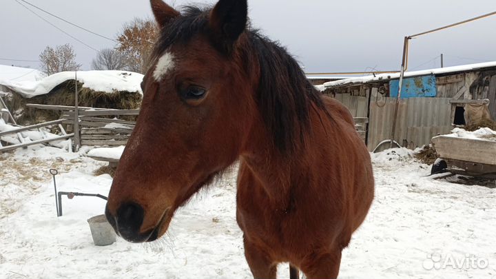 Продам лошадь