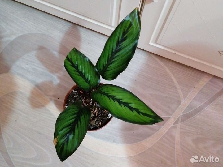 Калатея Вилсон Принцеп