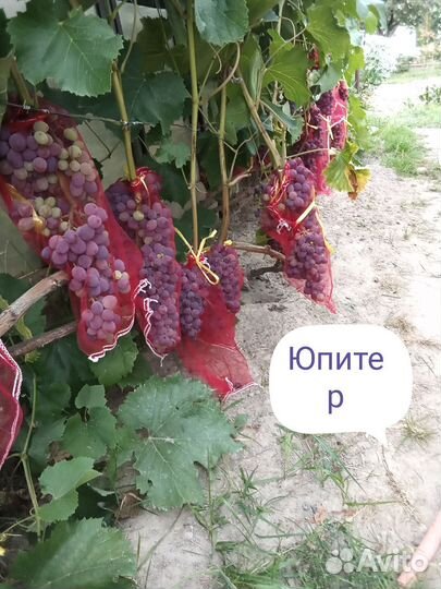 Саженцы винограда