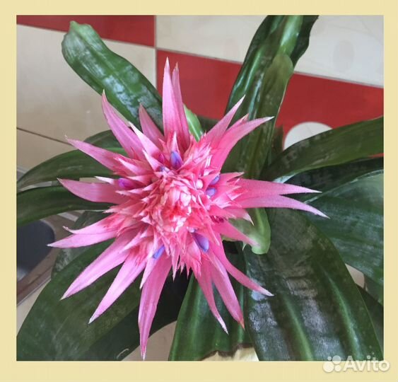 Гибискус китайская роза и Эхмея полосатая