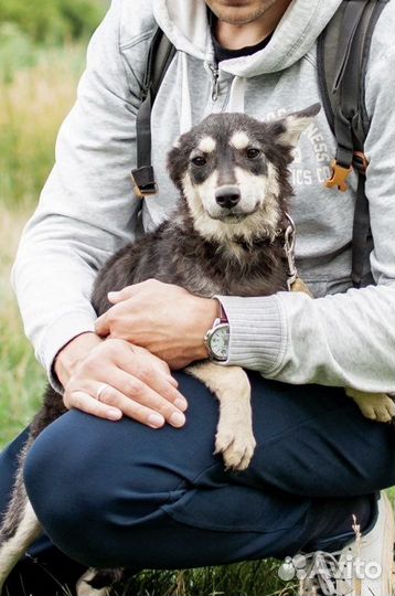 Маленькая собака