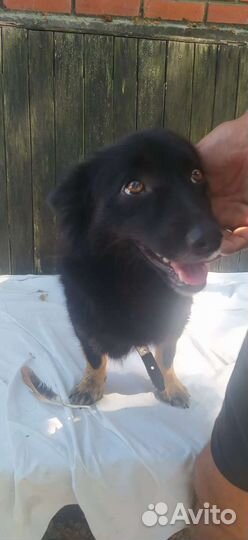 Собака маленькая Муха 27 см, 1год