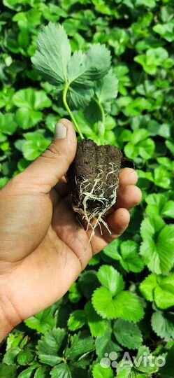 В наличии касетная Расада Клубники Априка,Антея