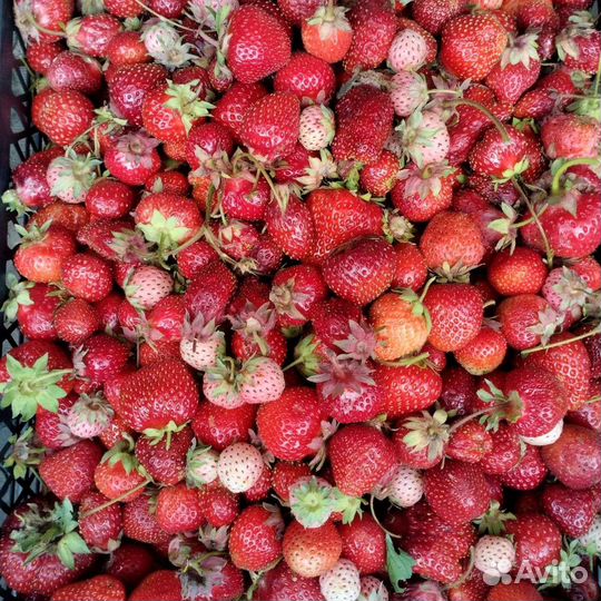 Саженцы клубники более 60 ти сортов