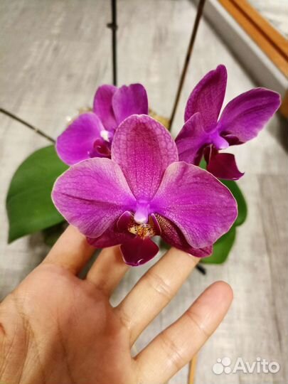 Орхидея фаленопсис