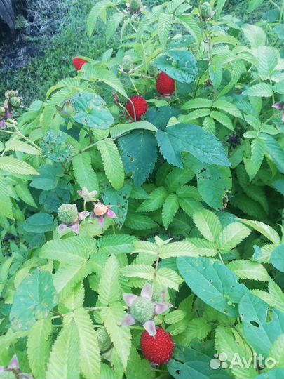 Малина японская