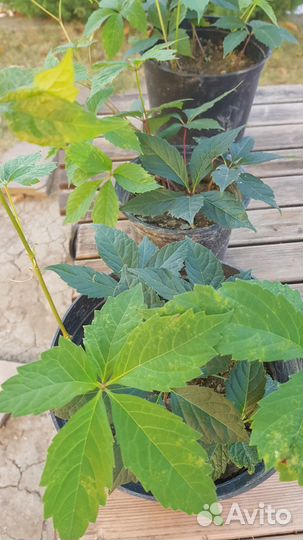 Саженцы девичий виноград