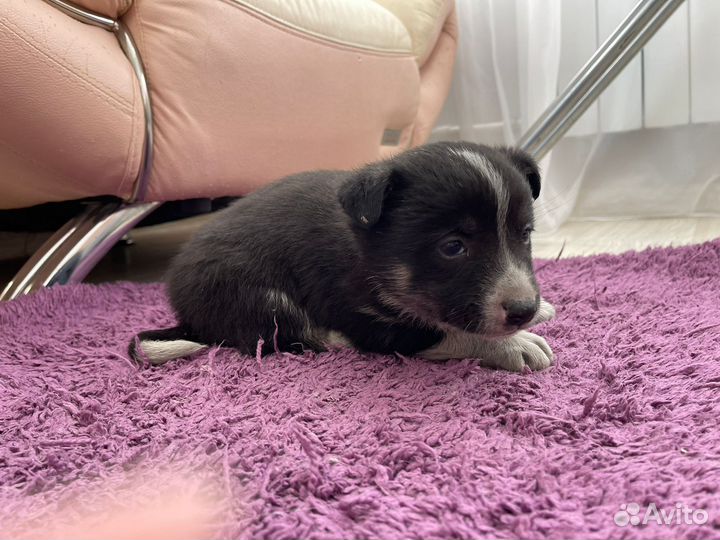 Щенок маленькой собаки