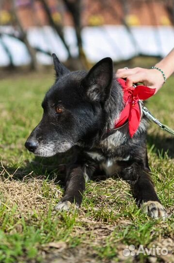 Собака из приюта ждет семью