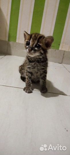 Азиатский леопардовый котенок. алк