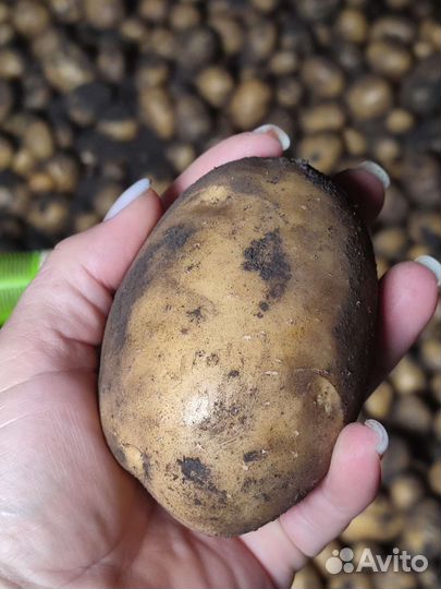 Продам картофель