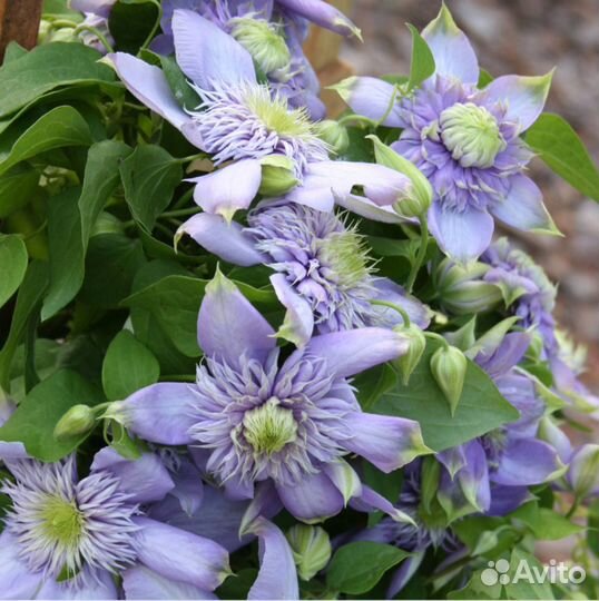 Клематис Baby Star, Blue Light, East River и др.P7