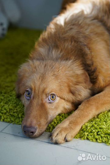 Собака в добрые руки