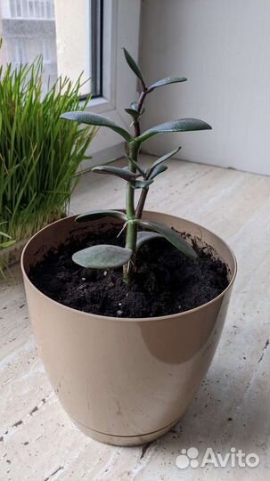 Крассула толстянка