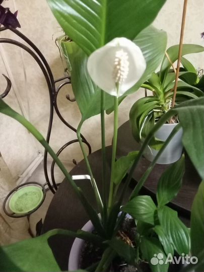 Спатифиллум