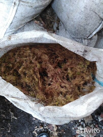 Продам мох